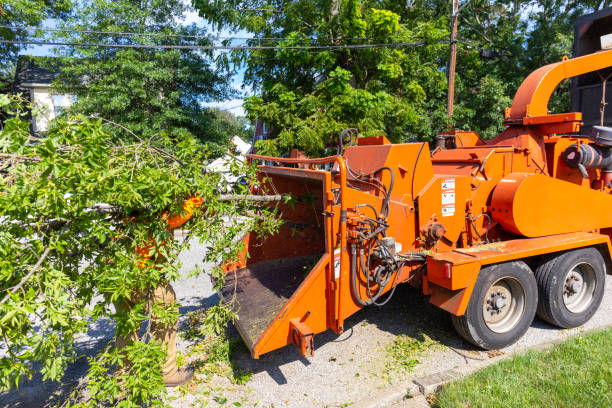 Best Stump Grinding Near Me  in Bonnetsville, NC